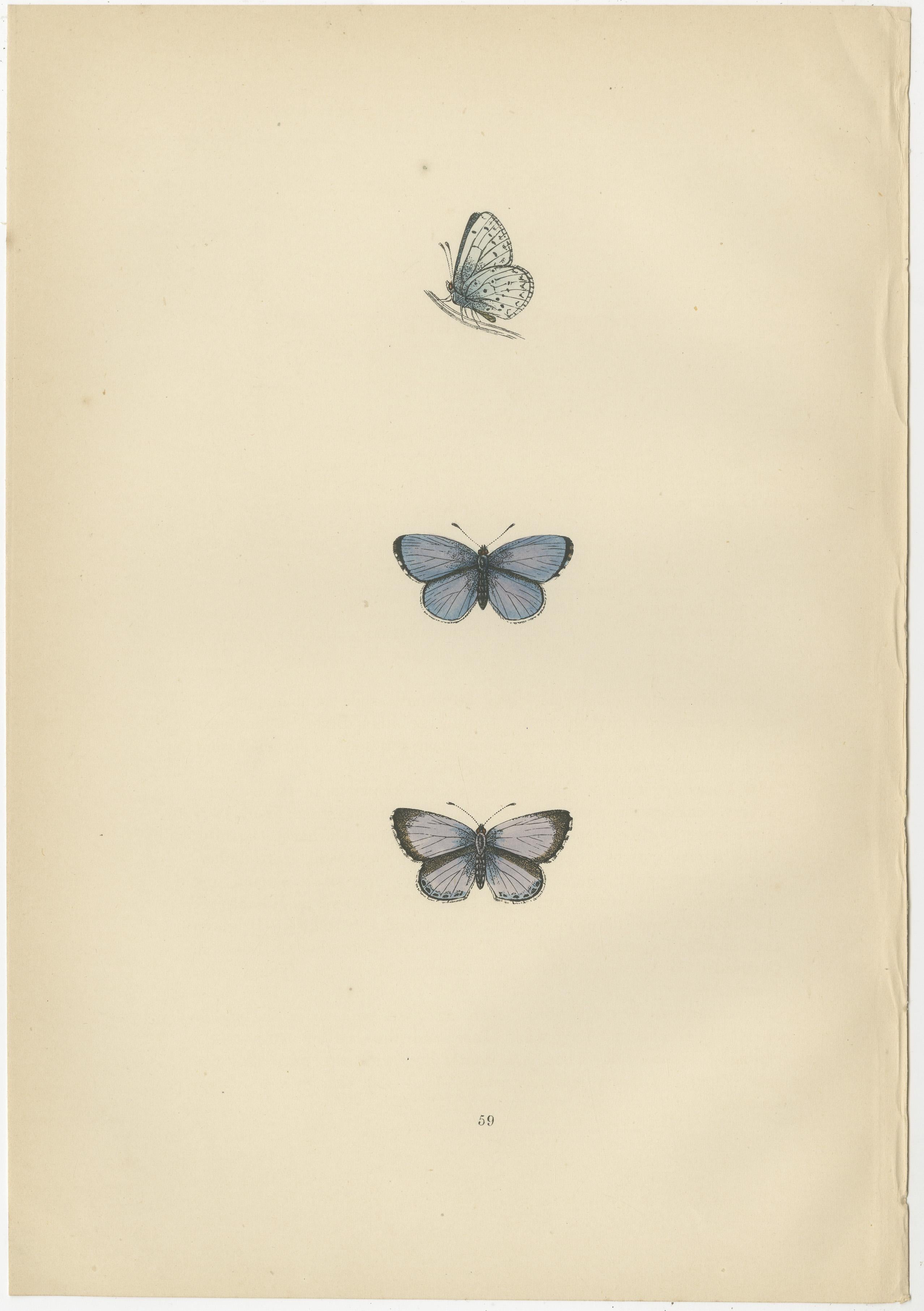 Winged Jewels of the Victorian Era: Hand-Colored Butterfly Masterpieces, 1890 In Good Condition For Sale In Langweer, NL