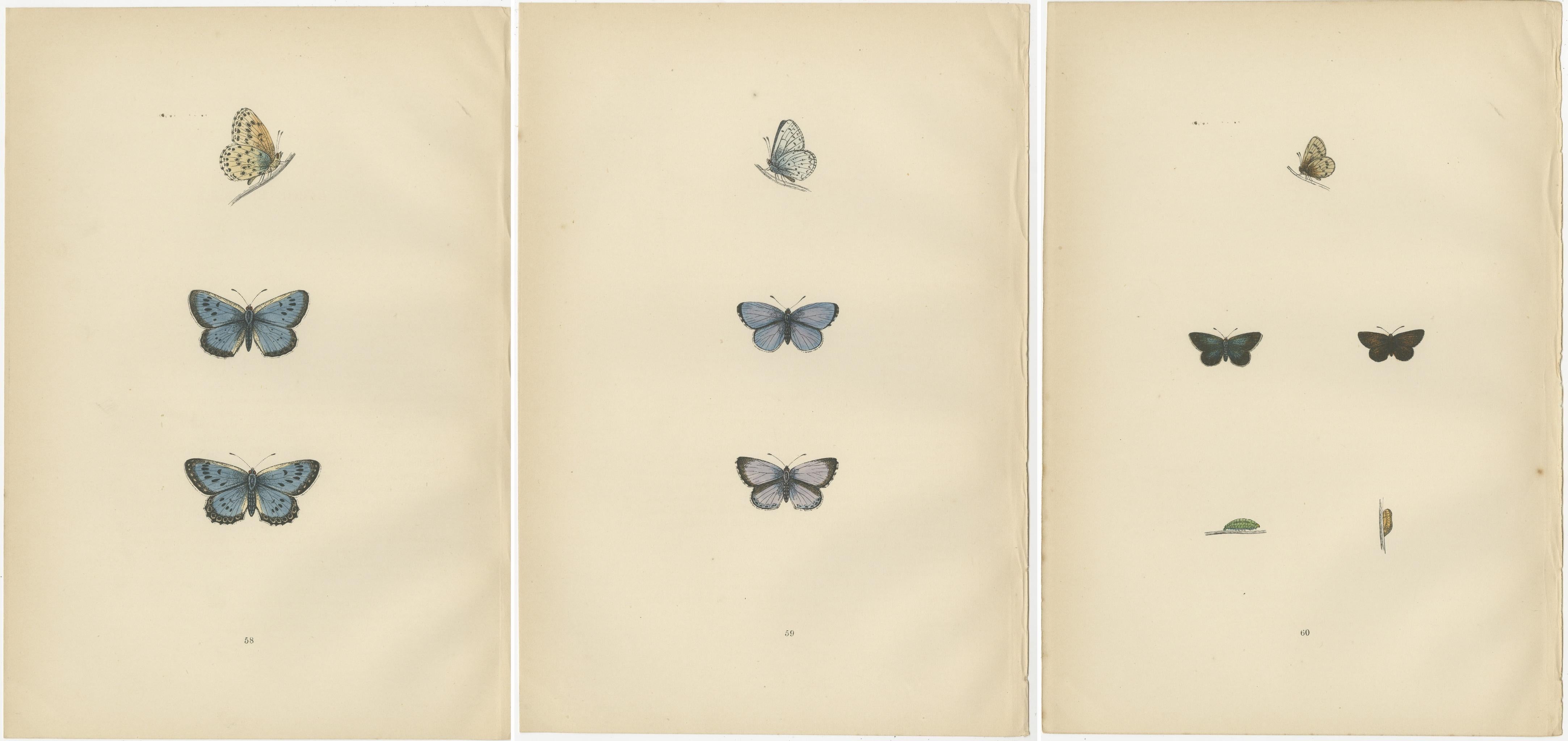 Paper Winged Jewels of the Victorian Era: Hand-Colored Butterfly Masterpieces, 1890 For Sale