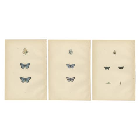 Winged Jewels of the Victorian Era: Hand-Colored Butterfly Masterpieces, 1890