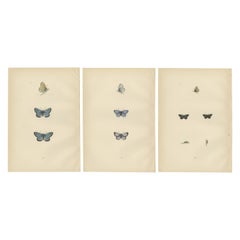 Winged Jewels of the Victorian Era: Handkolorierte Schmetterlingsmeisterwerke, 1890
