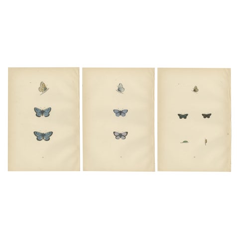Winged Jewels of the Victorian Era: Hand-Colored Butterfly Masterpieces, 1890