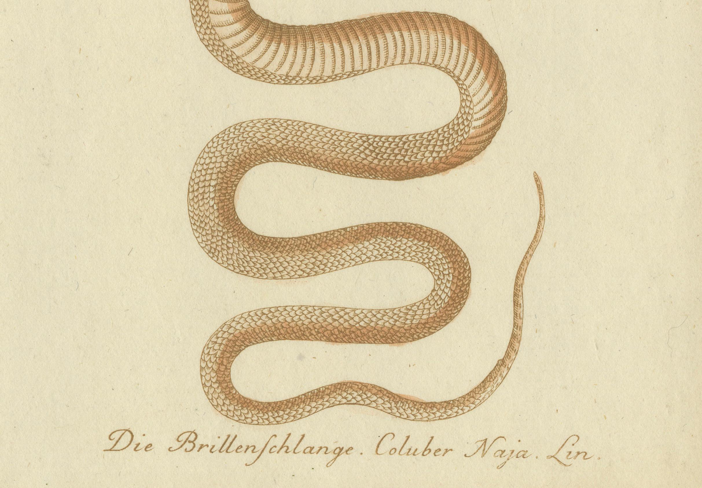 Cette gravure colorée à la main contient des images de deux espèces d'oiseaux et d'un serpent, chacune étiquetée en allemand avec leurs noms scientifiques. Voici les traductions et les descriptions :

Titres et descriptions des animaux
1) 