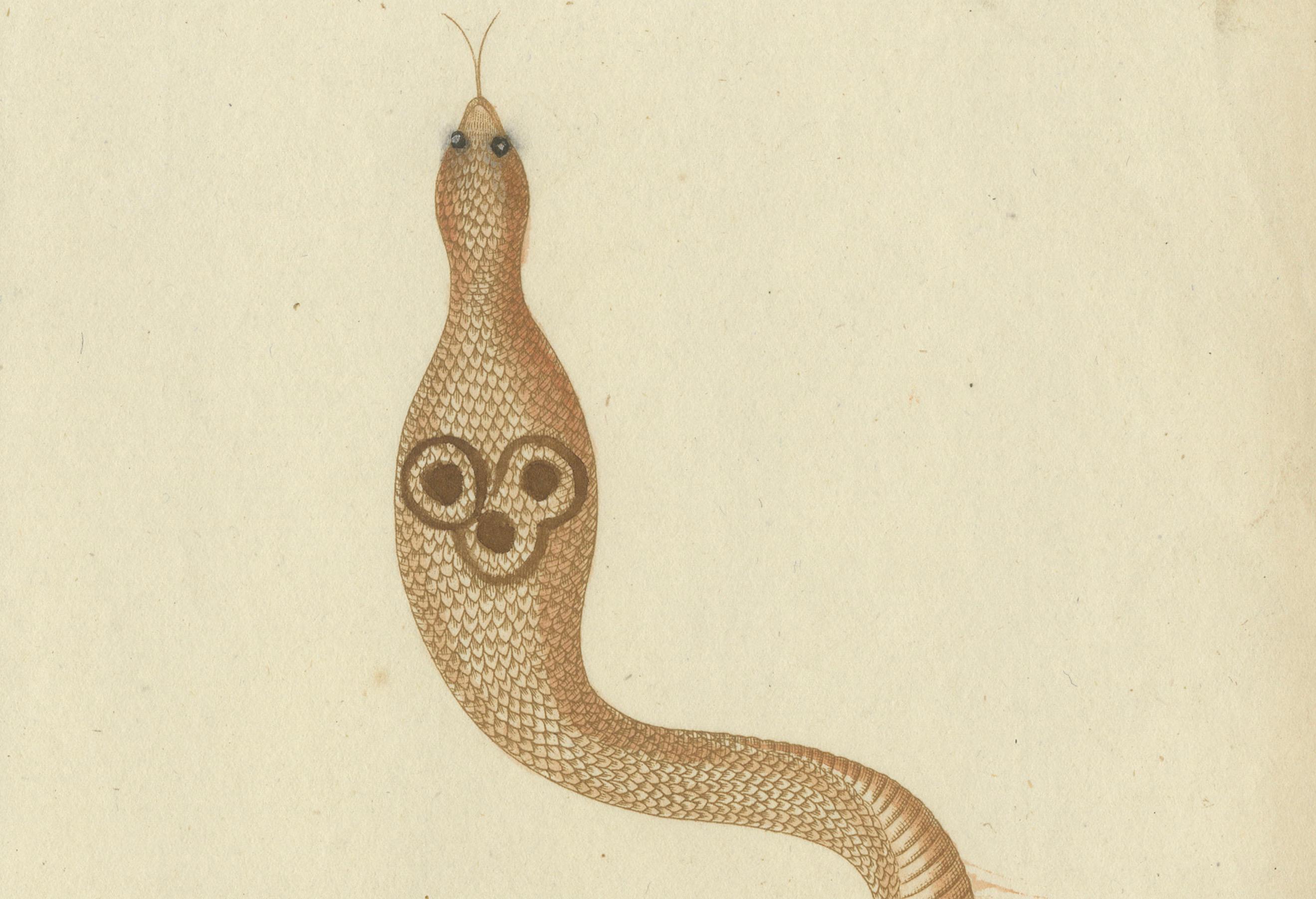 Gravé Ailes et chuchotements : Une étude du 18e siècle sur les moucherolles et le cobra indien en vente