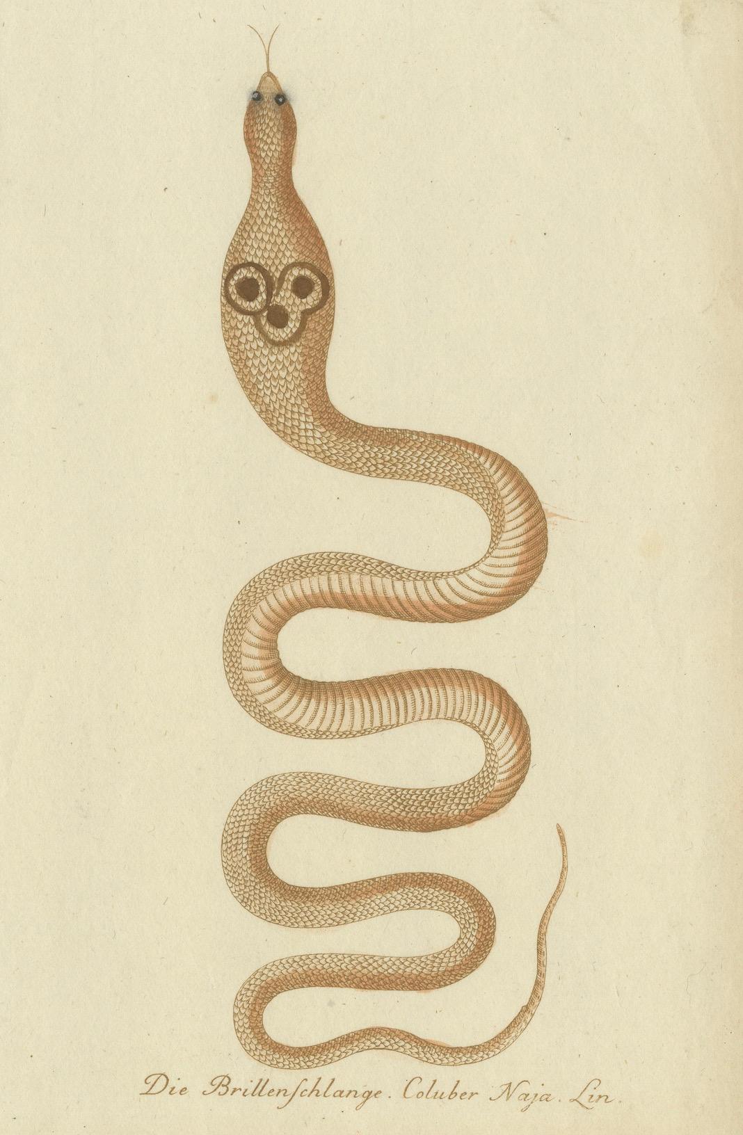 Ailes et chuchotements : Une étude du 18e siècle sur les moucherolles et le cobra indien Bon état - En vente à Langweer, NL