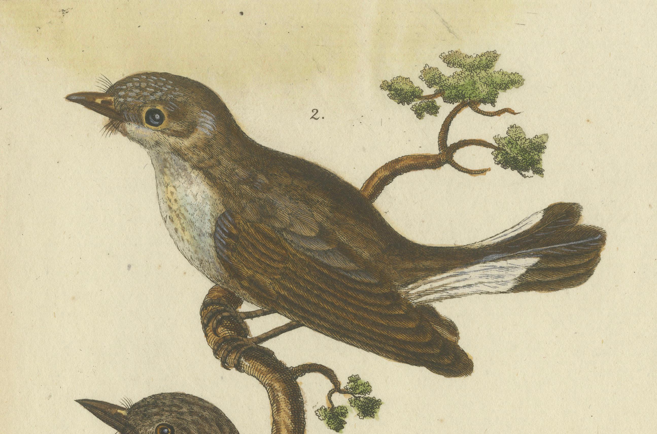 Papier Ailes et chuchotements : Une étude du 18e siècle sur les moucherolles et le cobra indien en vente