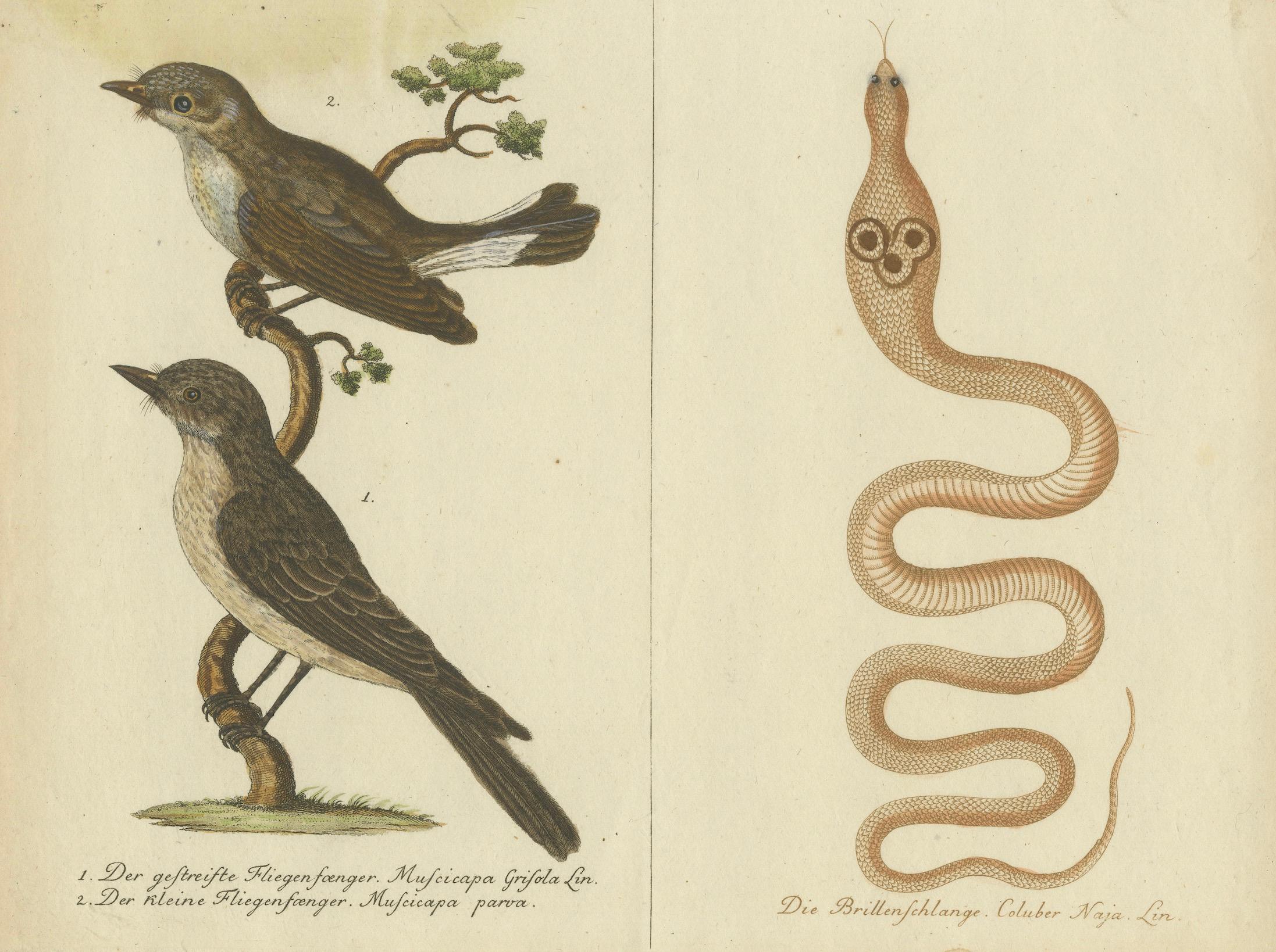Ailes et chuchotements : Une étude du 18e siècle sur les moucherolles et le cobra indien en vente 2