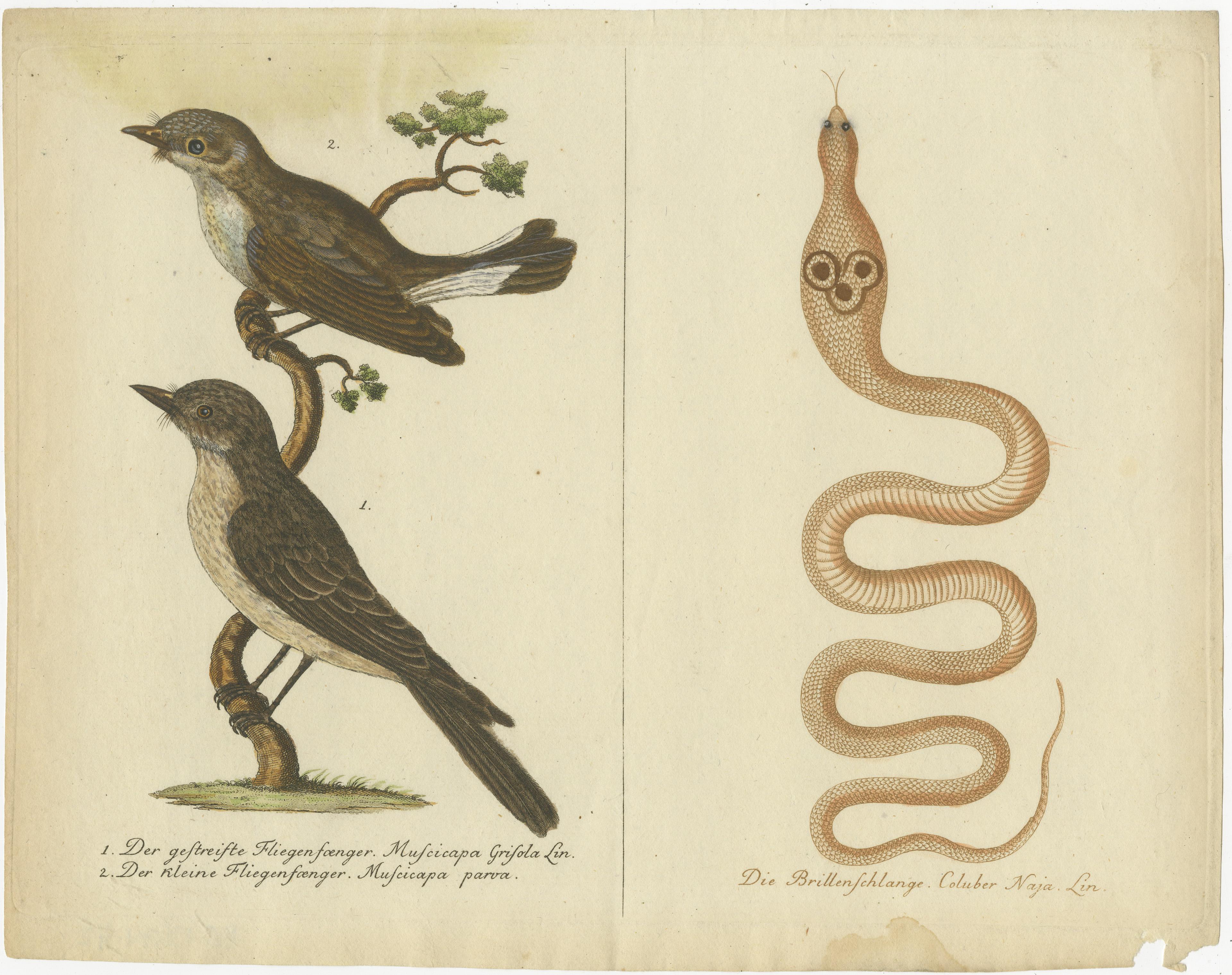 Ailes et chuchotements : Une étude du 18e siècle sur les moucherolles et le cobra indien en vente 3
