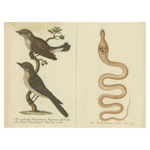 An 18th Century Study of Flycatchers and the Indian Cobra, 1780