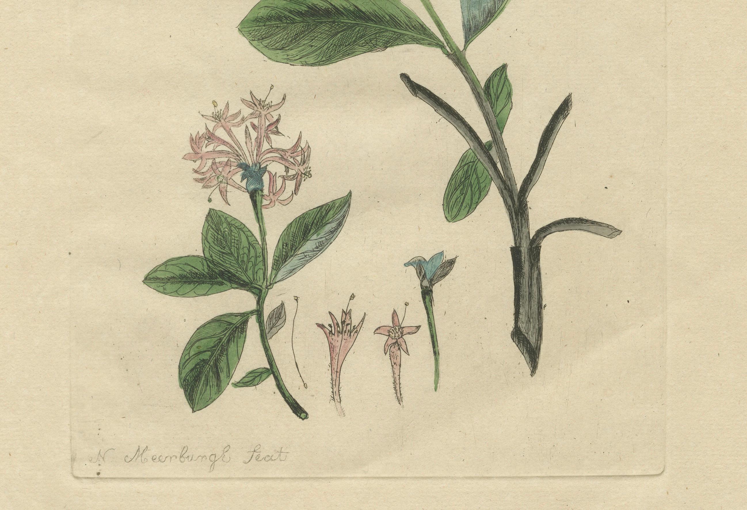 Butterflies and Botanical Rarities – Plates IV–VI from Meerburgh’s 1775 Leiden Garden

This striking trio of hand-colored prints—Plates IV, V, and VI—from Nicolaas Meerburgh’s 'Afbeeldingen van Zeldzaame Gewassen' (Images of Rare Plants), published