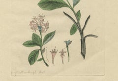 Wings and Wonders of the Garden – Rare Botanical and Butterfly Plates from 1775