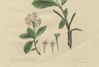 Wings and Wonders of the Garden, Rare Botanical and Butterfly Plates from 1775, view 2