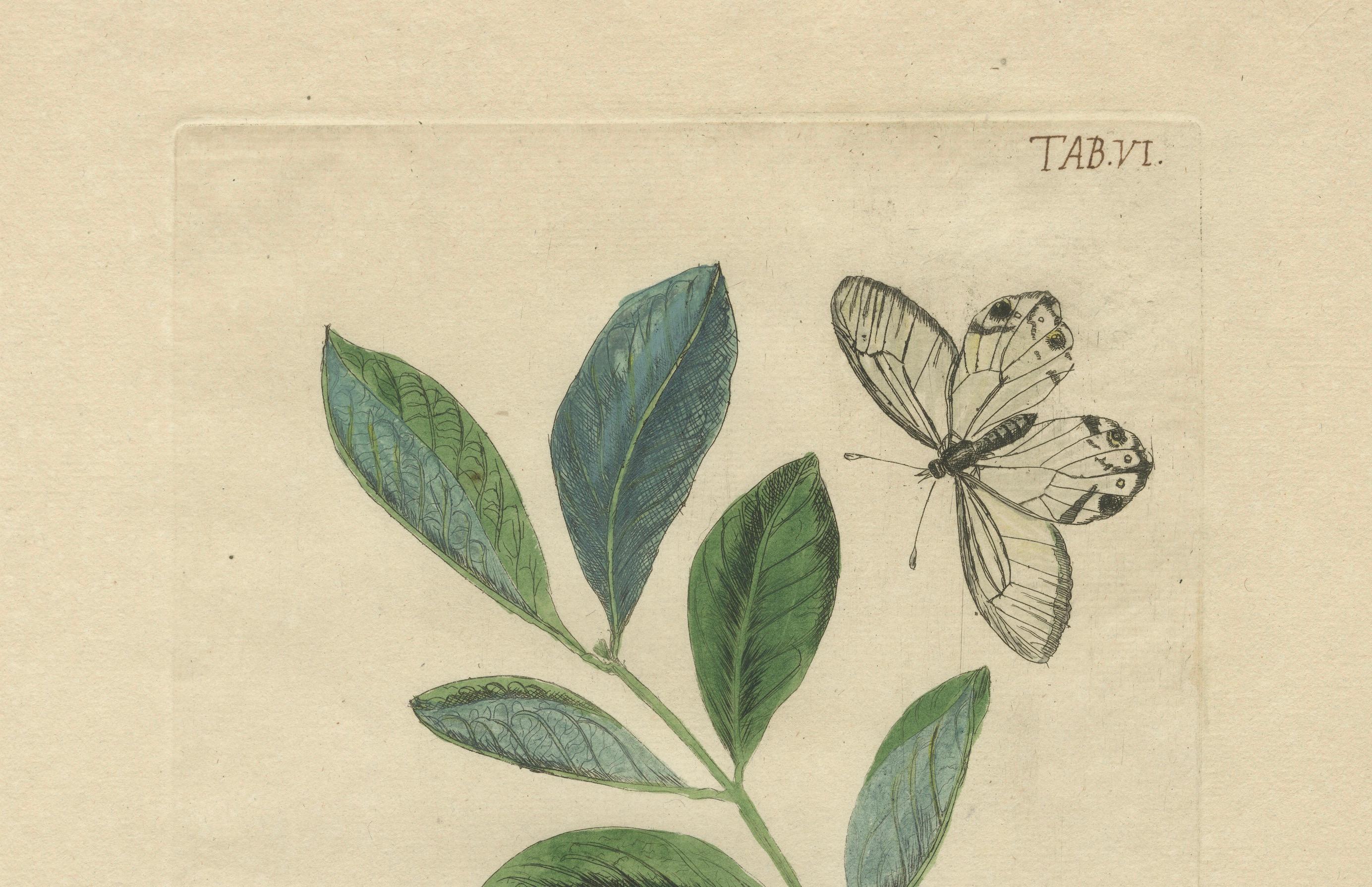 Dutch Wings and Wonders of the Garden – Rare Botanical and Butterfly Plates from 1775 For Sale