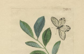 Wings and Wonders of the Garden, Rare Botanical and Butterfly Plates from 1775, view 3