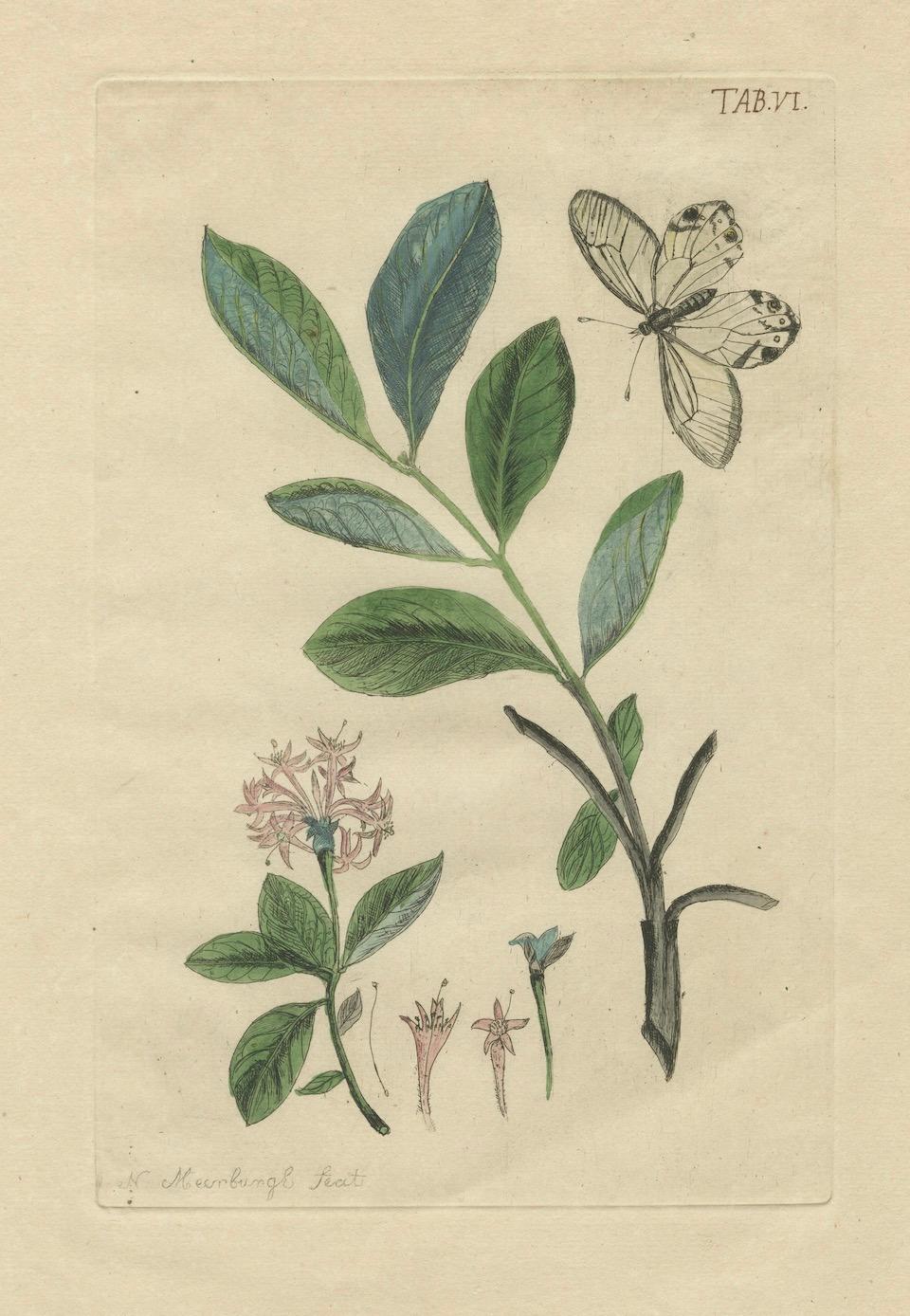 Engraved Wings and Wonders of the Garden – Rare Botanical and Butterfly Plates from 1775 For Sale