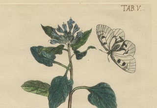 Wings and Wonders of the Garden, Rare Botanical and Butterfly Plates from 1775, view 6