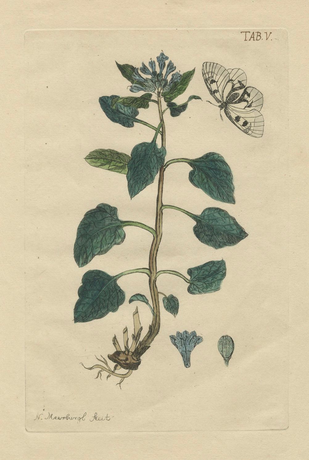Paper Wings and Wonders of the Garden – Rare Botanical and Butterfly Plates from 1775 For Sale