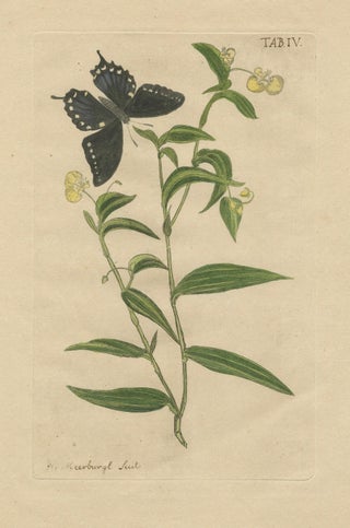Wings and Wonders of the Garden, Rare Botanical and Butterfly Plates from 1775, view 9