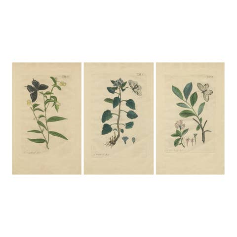 Wings and Wonders of the Garden – Rare Botanical and Butterfly Plates from 1775