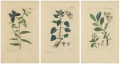 Wings and Wonders of the Garden – Rare Botanical and Butterfly Plates from 1775