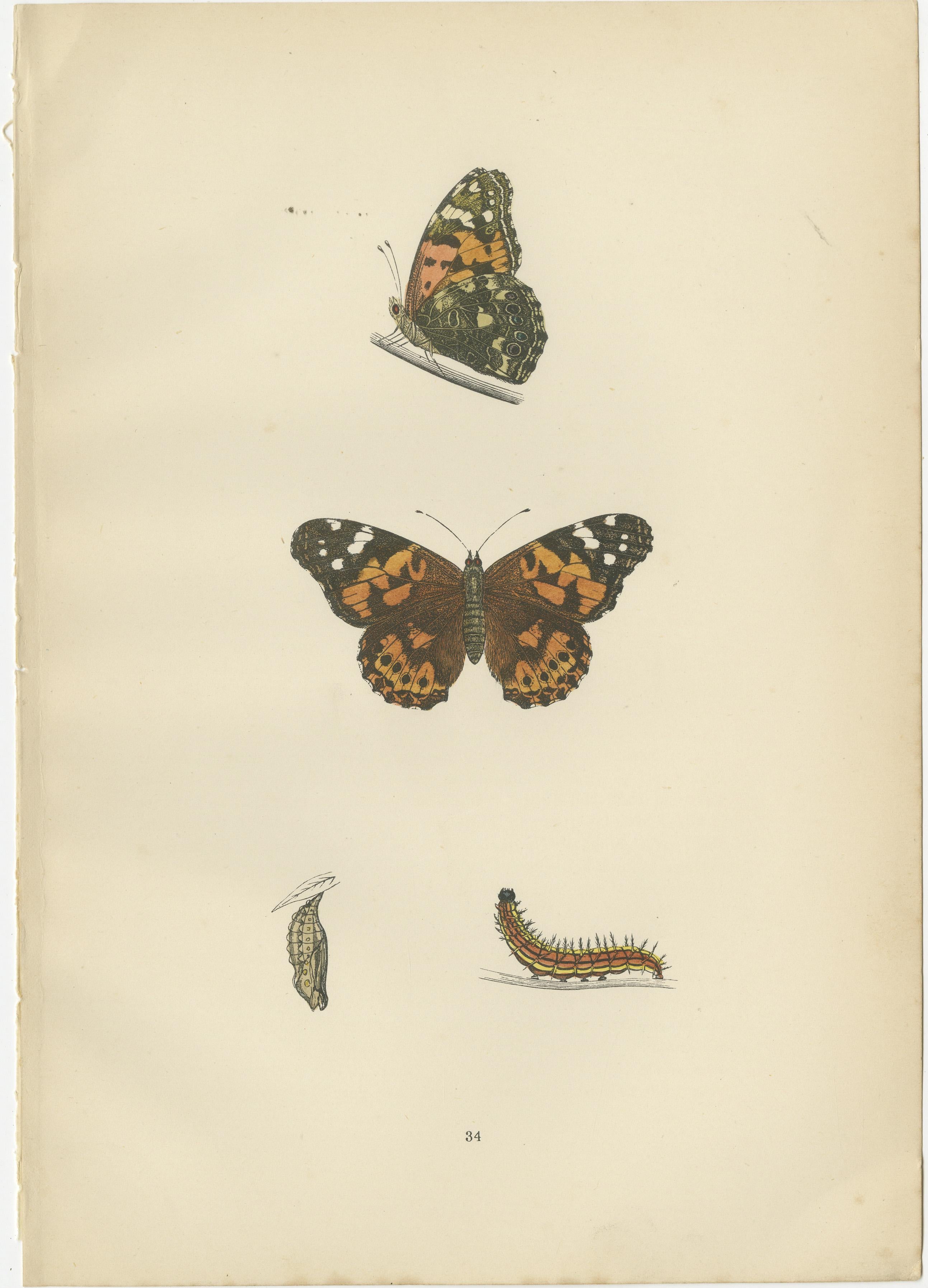 Drei antike handkolorierte Originaldrucke von Schmetterlingen. Sie sind die Gemalte Dame, die Seltene Gemalte Dame und der Purpurkaiser. 

Hier finden Sie eine detailliertere Beschreibung der einzelnen Arten, die sich auf den Kontext von 