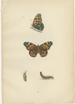 Schwingen der Eleganz: Eine viktorianische Erkundung der britischen Schmetterlingspracht, 1890