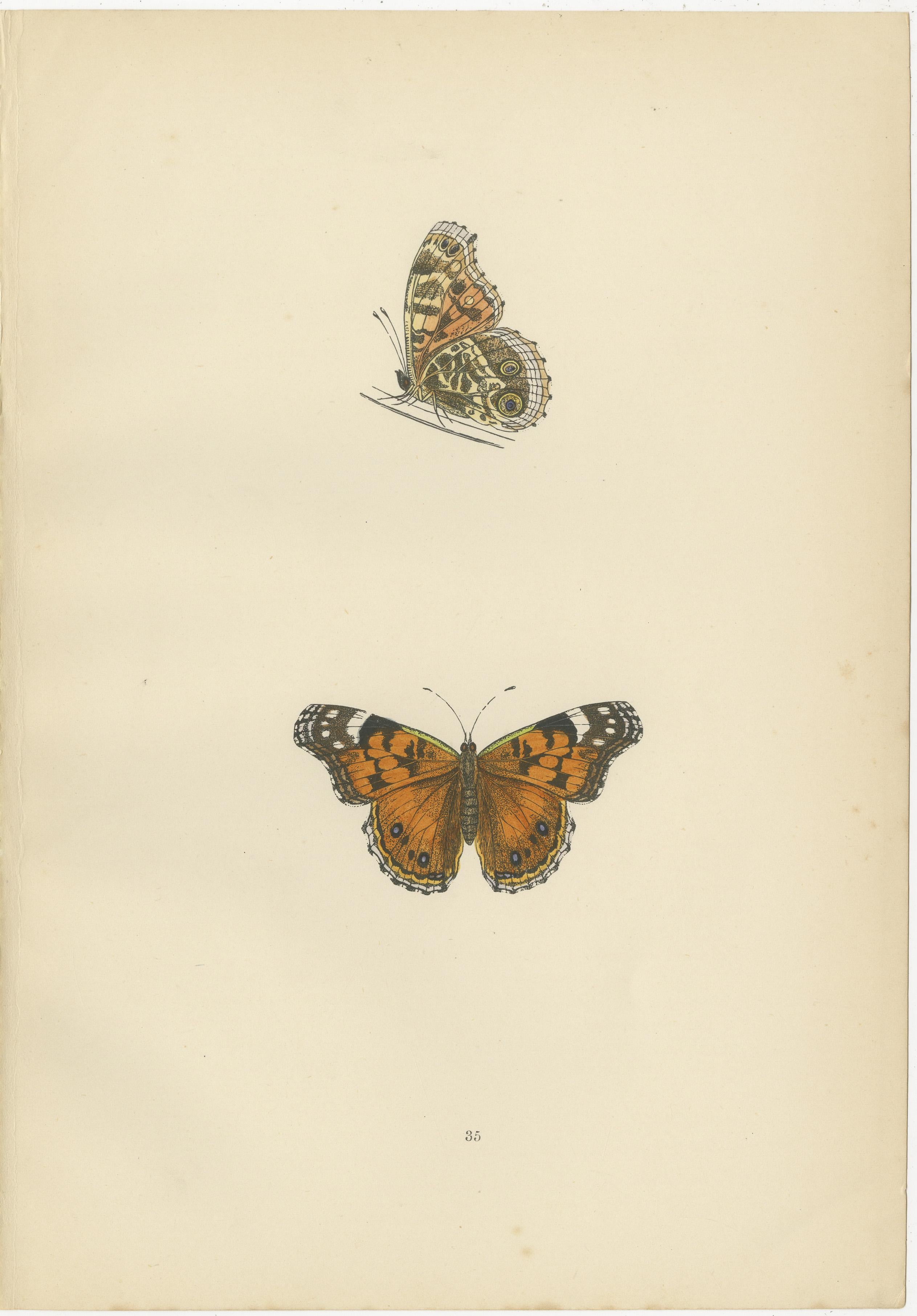 Wings of Elegance: A Victorian Exploration of British Butterfly Splendour, 1890 In Good Condition For Sale In Langweer, NL