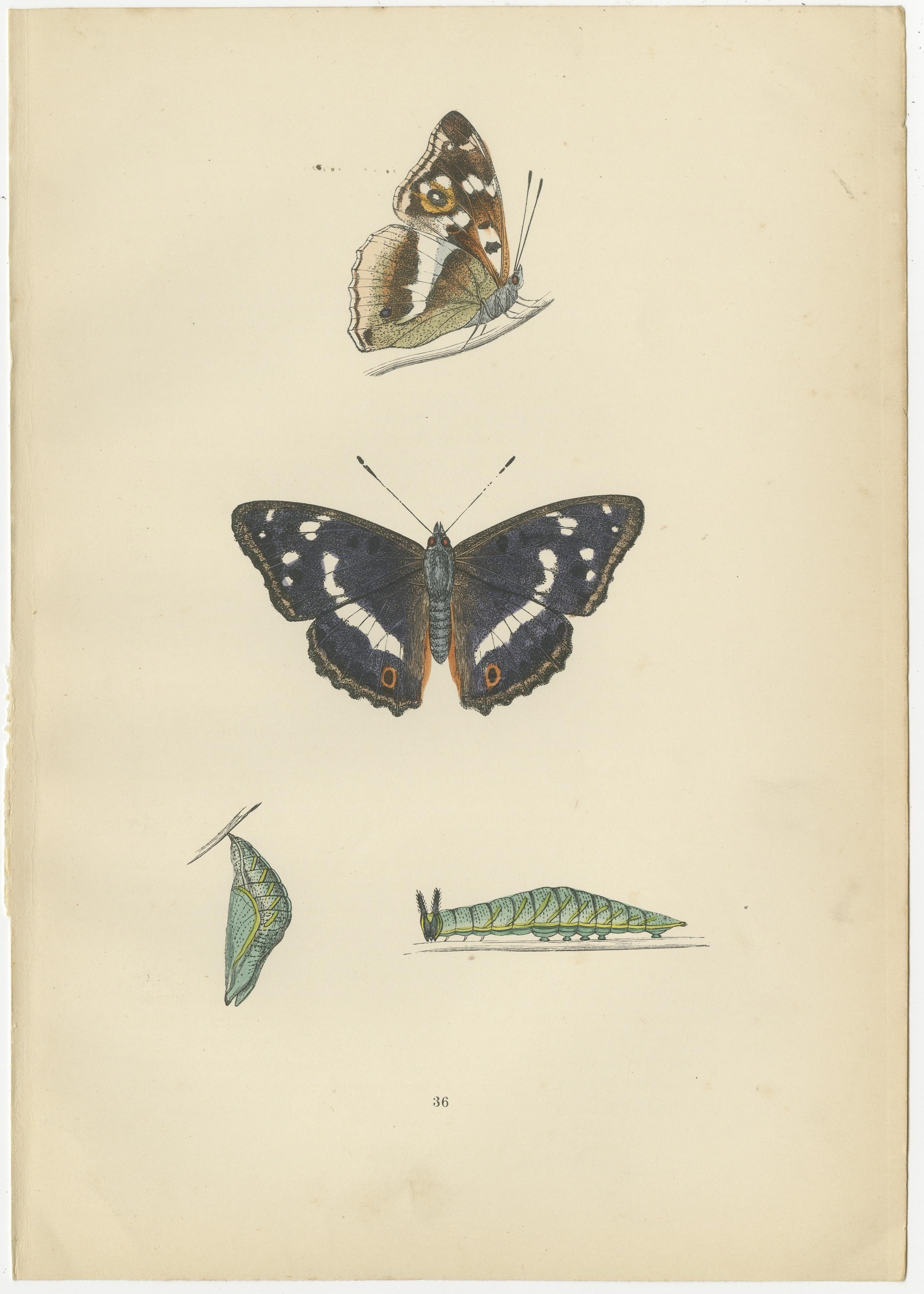 Late 19th Century Wings of Elegance: A Victorian Exploration of British Butterfly Splendour, 1890 For Sale