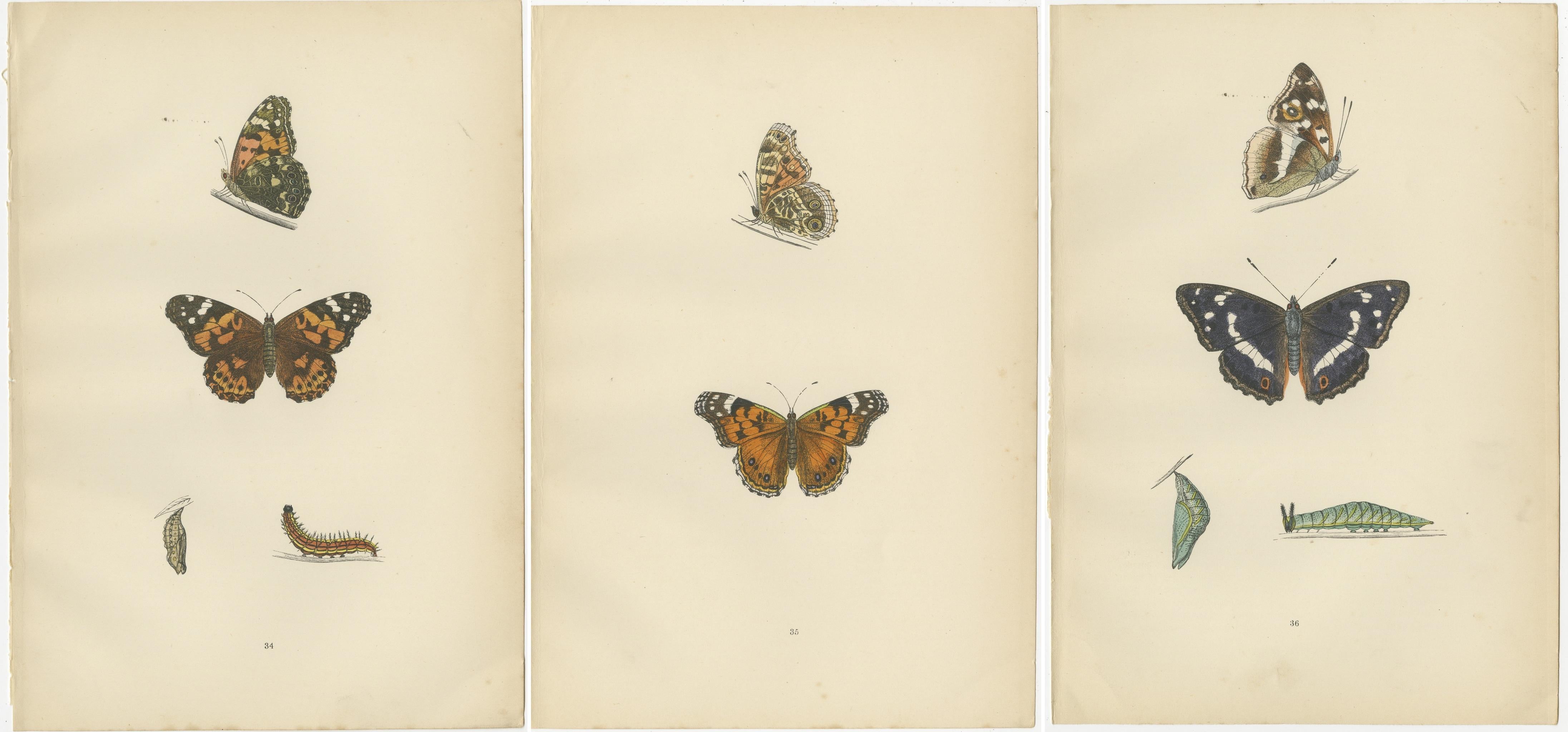 Paper Wings of Elegance: A Victorian Exploration of British Butterfly Splendour, 1890 For Sale