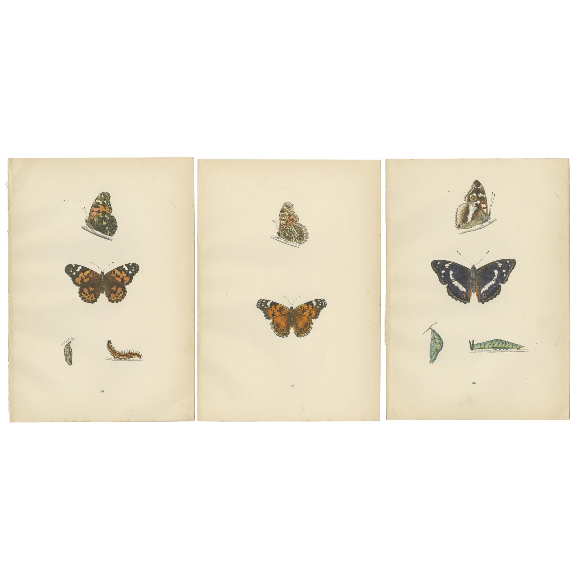 Les ailes de l'Elegance : Une exploration victorienne de la splendeur des papillons britanniques, 1890