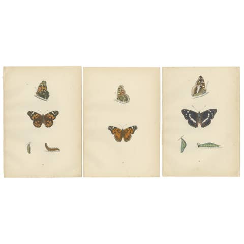Wings of Elegance: A Victorian Exploration of British Butterfly Splendour, 1890