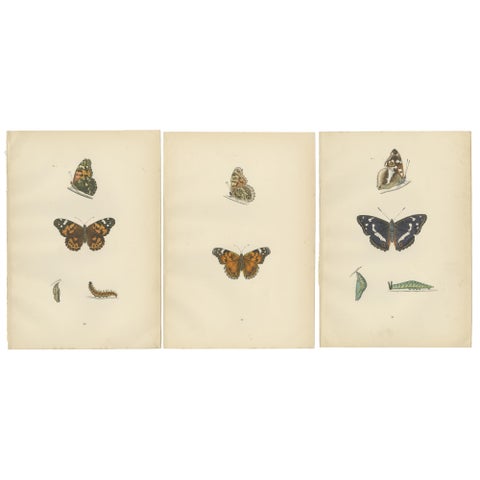 Wings of Elegance: A Victorian Exploration of British Butterfly Splendour, 1890