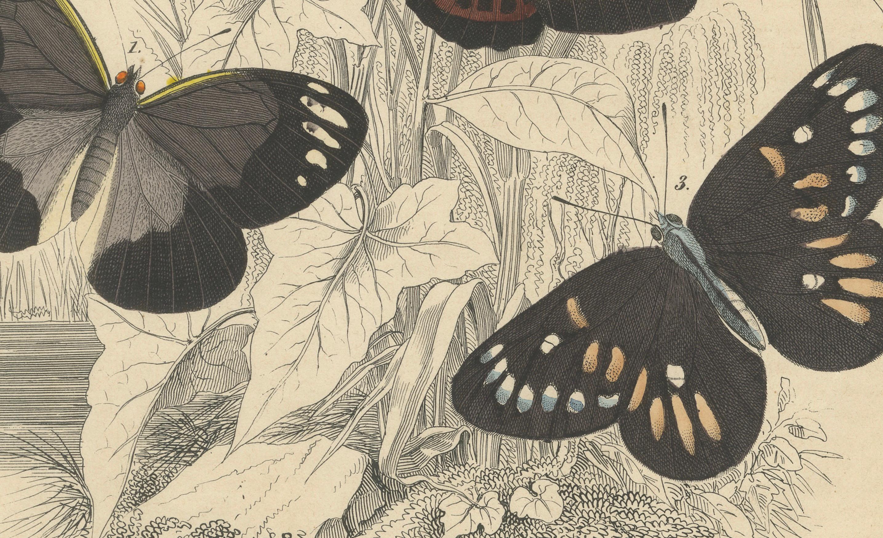 Wings of Elegance: Hand-Colored 1849 Lithograph of Exotic Butterflies from Carl Hoffmann’s 'Book of the World'

This captivating hand-colored lithograph from Carl Hoffmann’s 'Book of the World', published in Stuttgart in 1849, beautifully showcases