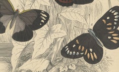 Wings of Elegance: Hand-Colored 1849 Lithograph of Exotic Butterflies