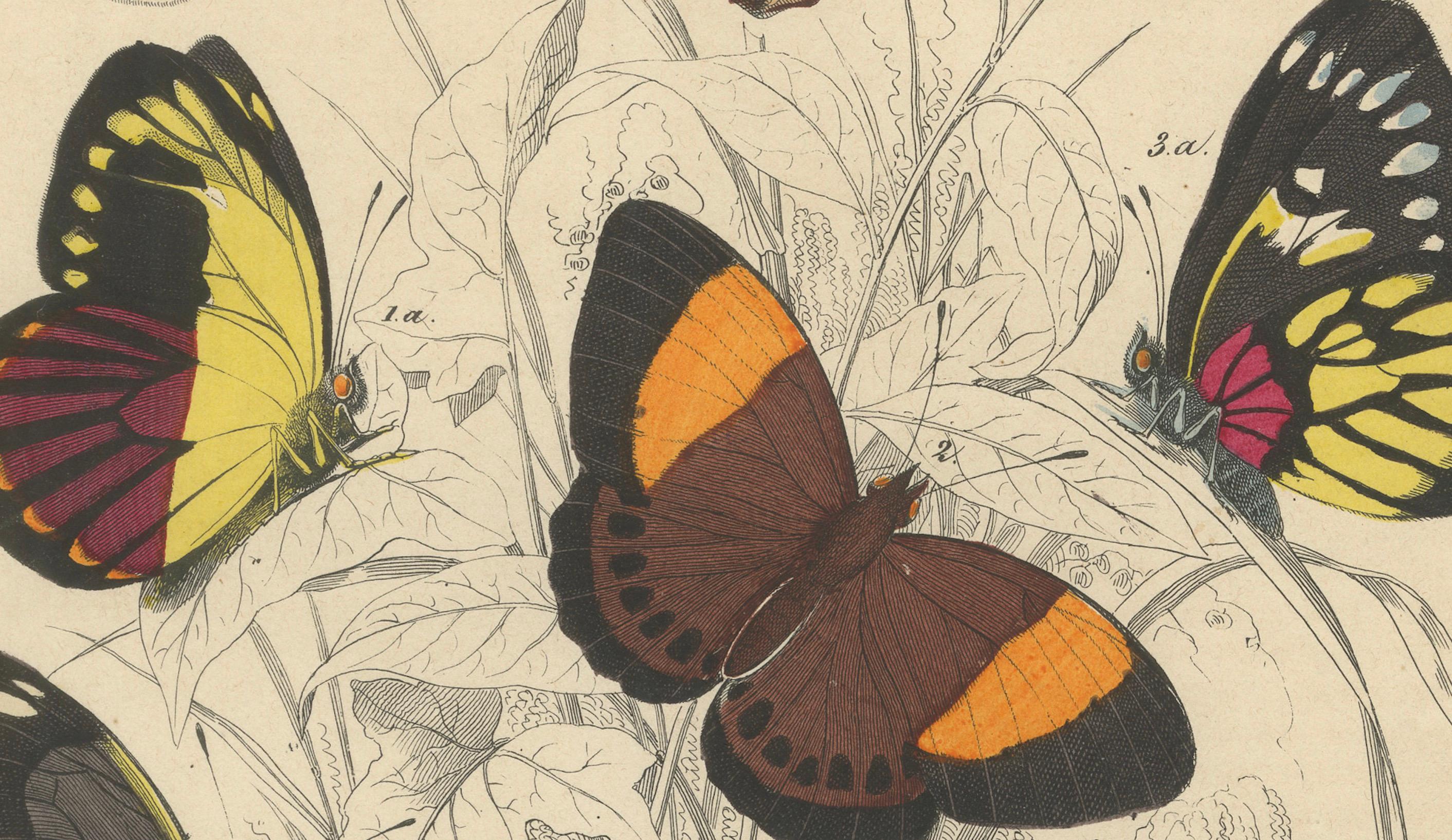 Wings of Elegance: Hand-Colored 1849 Lithograph of Exotic Butterflies In Good Condition For Sale In Langweer, NL
