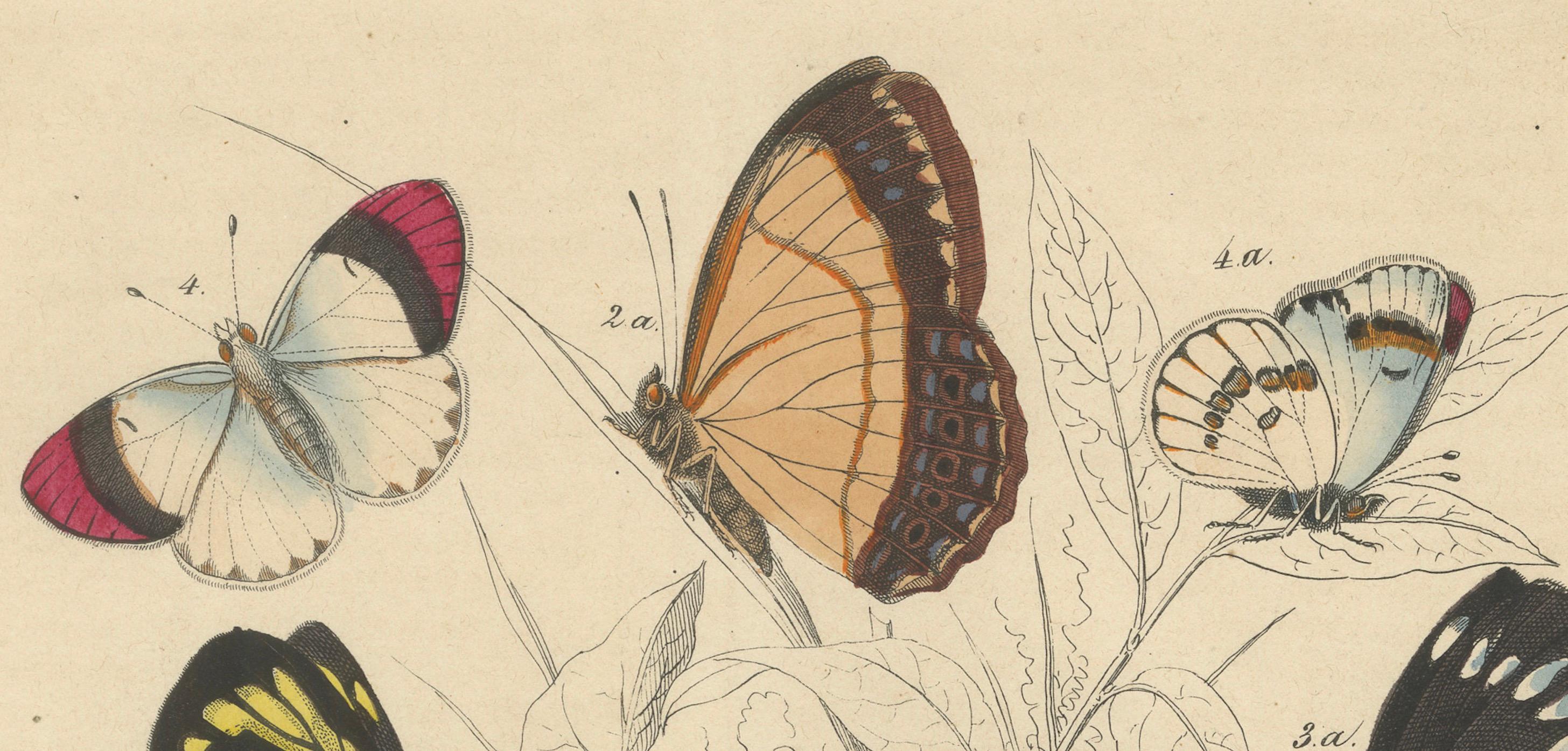 Mid-19th Century Wings of Elegance: Hand-Colored 1849 Lithograph of Exotic Butterflies For Sale