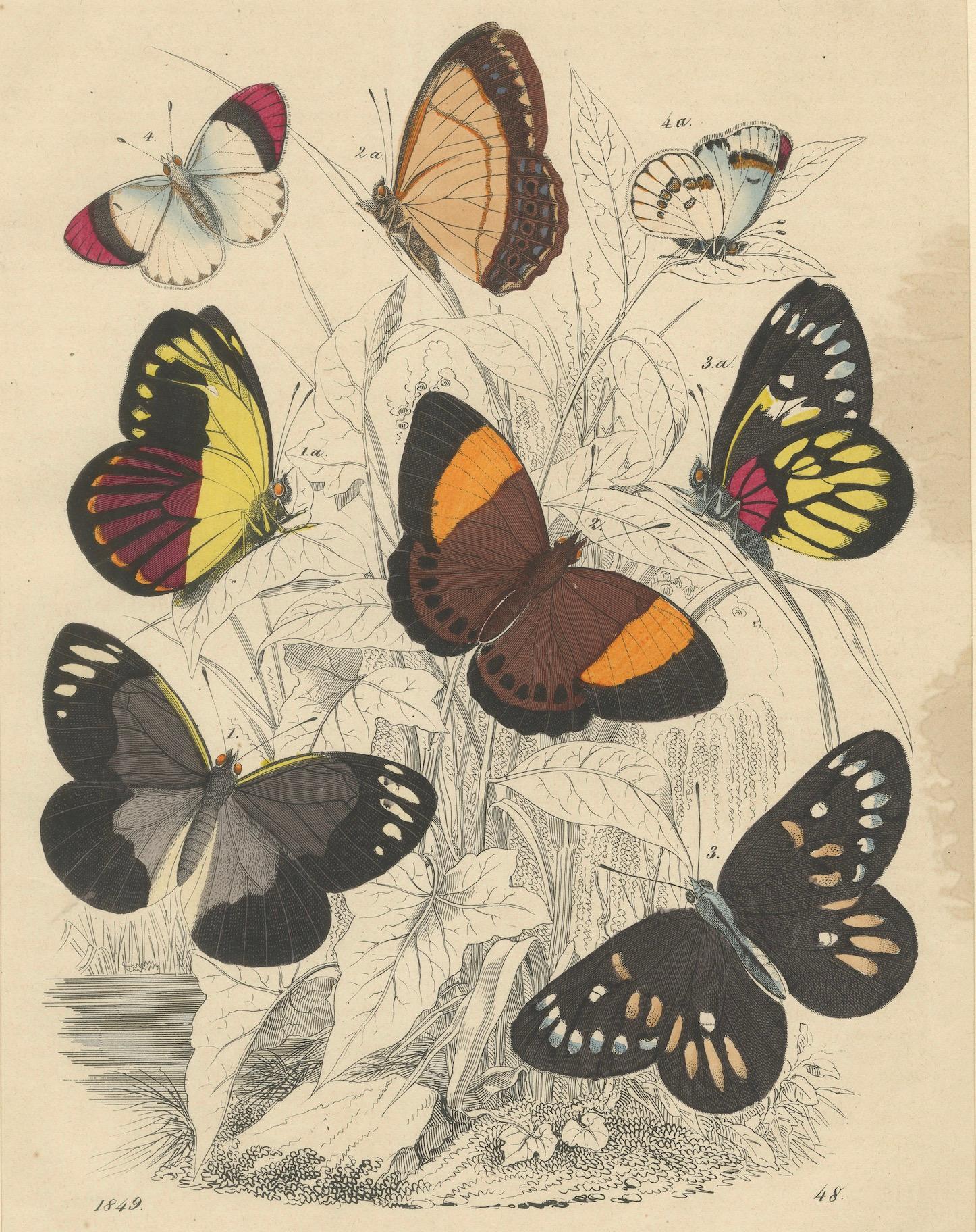 Paper Wings of Elegance: Hand-Colored 1849 Lithograph of Exotic Butterflies For Sale