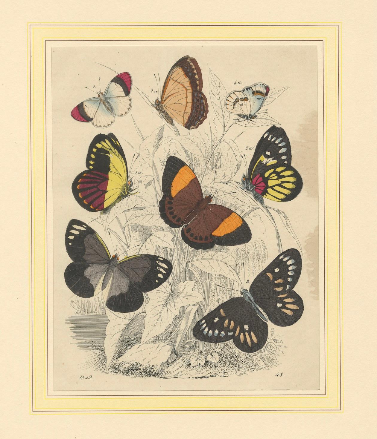 Wings of Elegance: Hand-Colored 1849 Lithograph of Exotic Butterflies For Sale 1