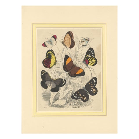 Wings of Elegance: Hand-Colored 1849 Lithograph of Exotic Butterflies