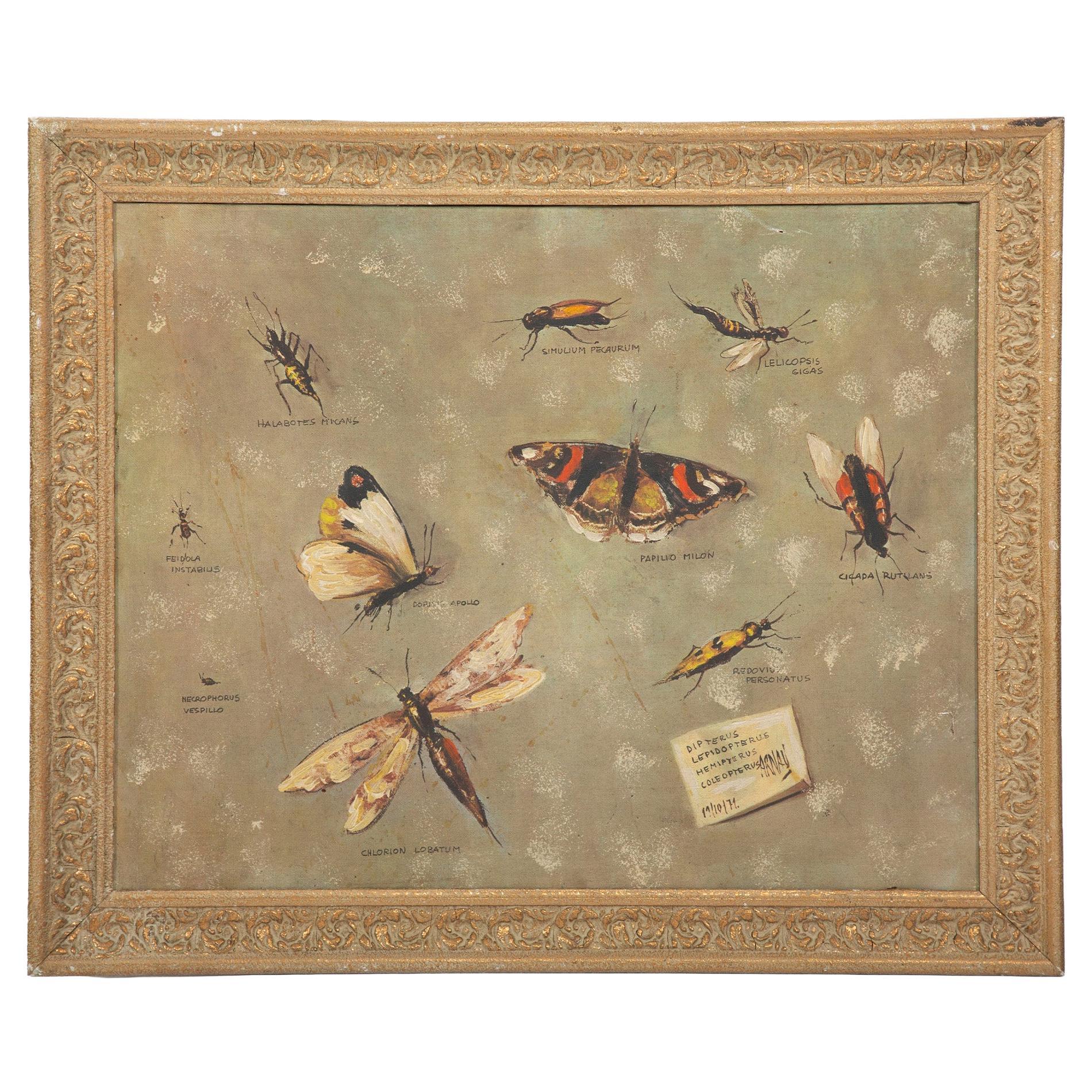 Wings of Knowledge: A 19th-Century Study of Butterflies and Insects