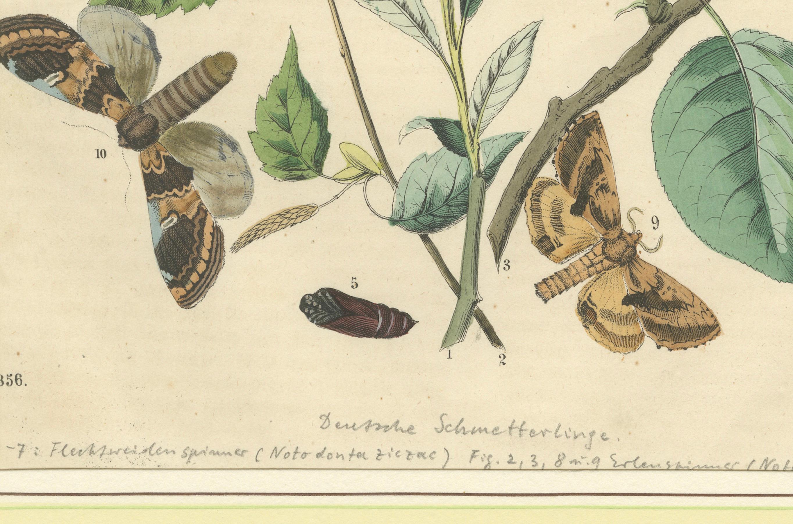 Wings of the Night: Hand-Colored 1856 Lithograph of Exotic Moths and Their Life Cycle  

Description:  
This stunning hand-colored lithograph from 1856 is a fine example of 19th-century entomological illustration, capturing the intricate beauty of