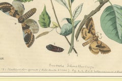 Wings of the Night: Hand-Colored 1856 Litho of Exotic Moths and Their Life Cycle