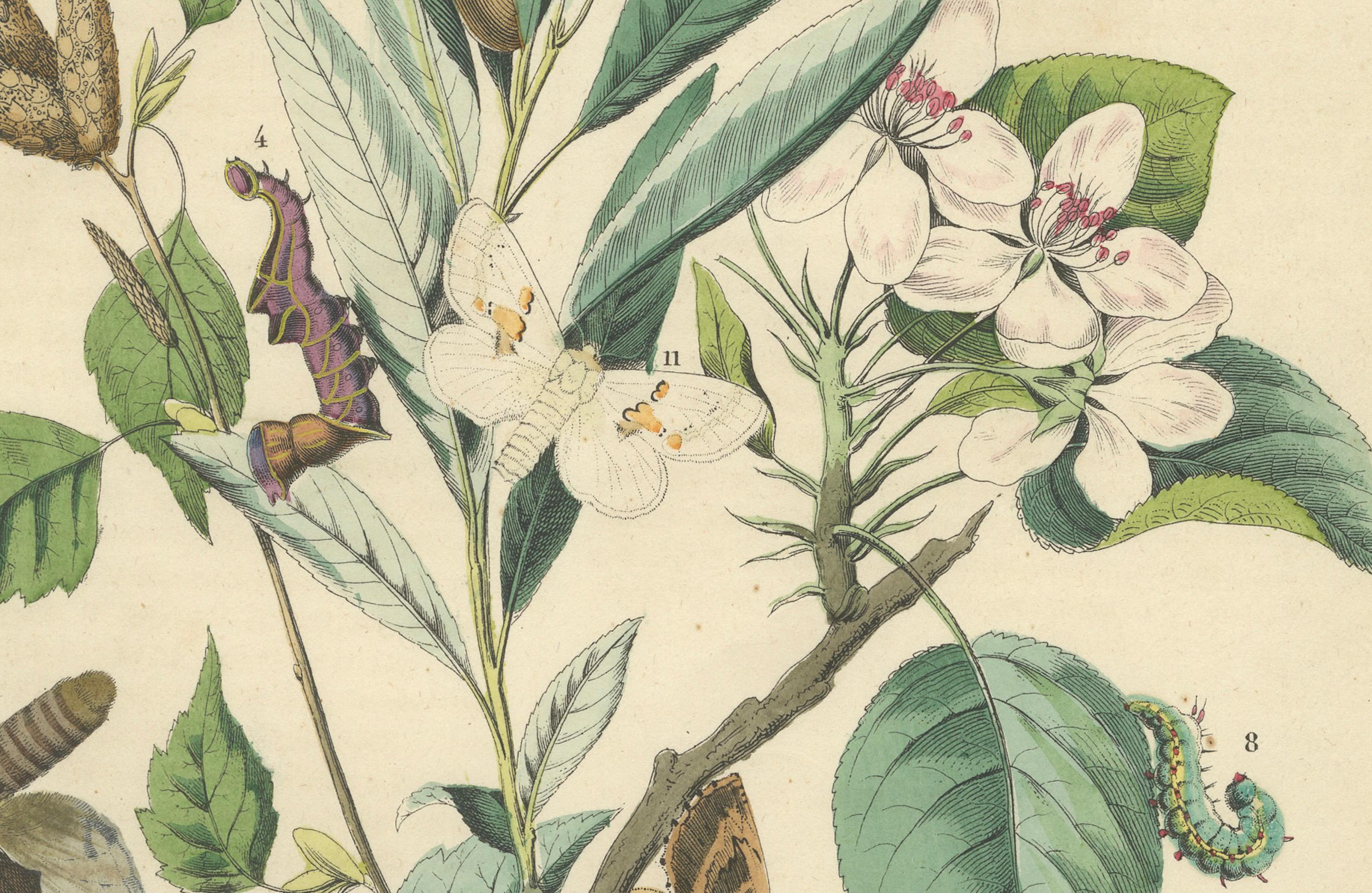 Wings of the Night: Hand-Colored 1856 Litho of Exotic Moths and Their Life Cycle In Good Condition For Sale In Langweer, NL