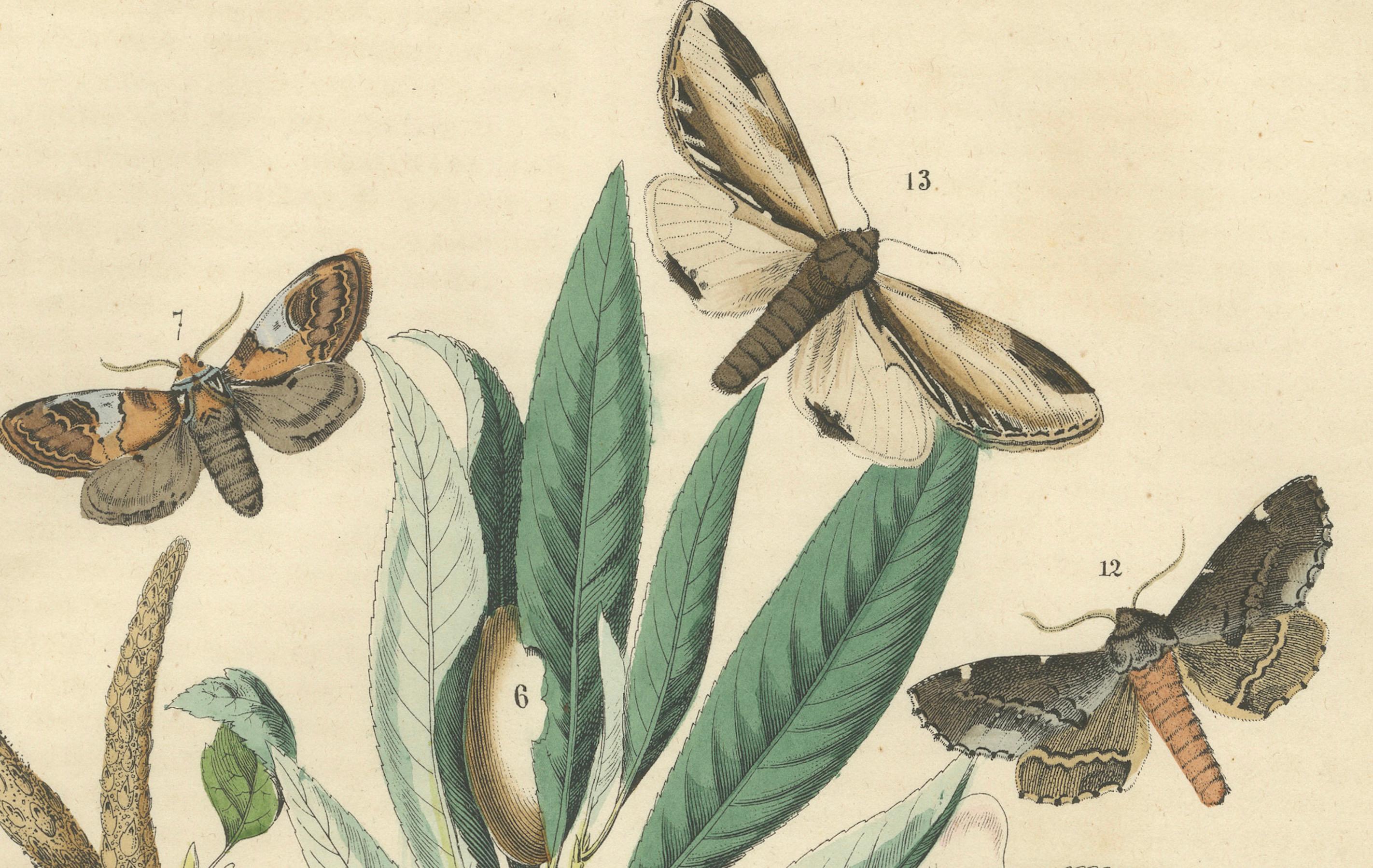 Mid-19th Century Wings of the Night: Hand-Colored 1856 Litho of Exotic Moths and Their Life Cycle For Sale