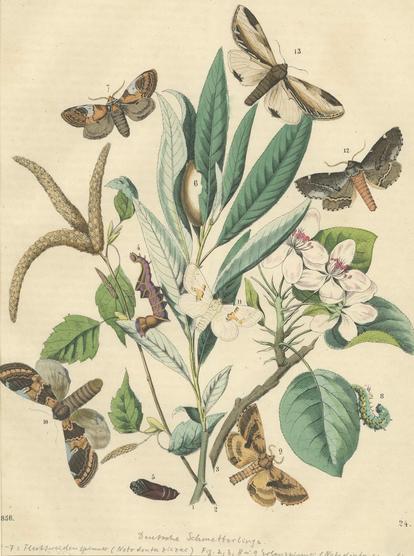 Paper Wings of the Night: Hand-Colored 1856 Litho of Exotic Moths and Their Life Cycle For Sale
