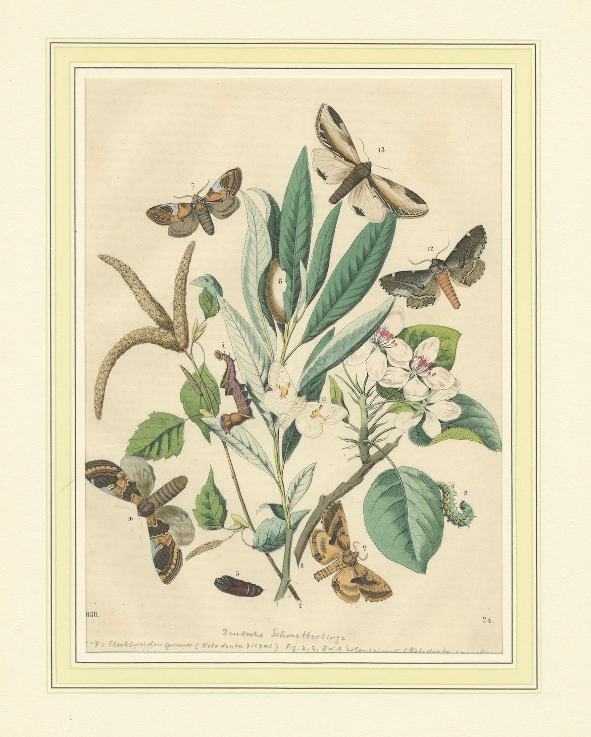 Wings of the Night: Hand-Colored 1856 Litho of Exotic Moths and Their Life Cycle For Sale 1
