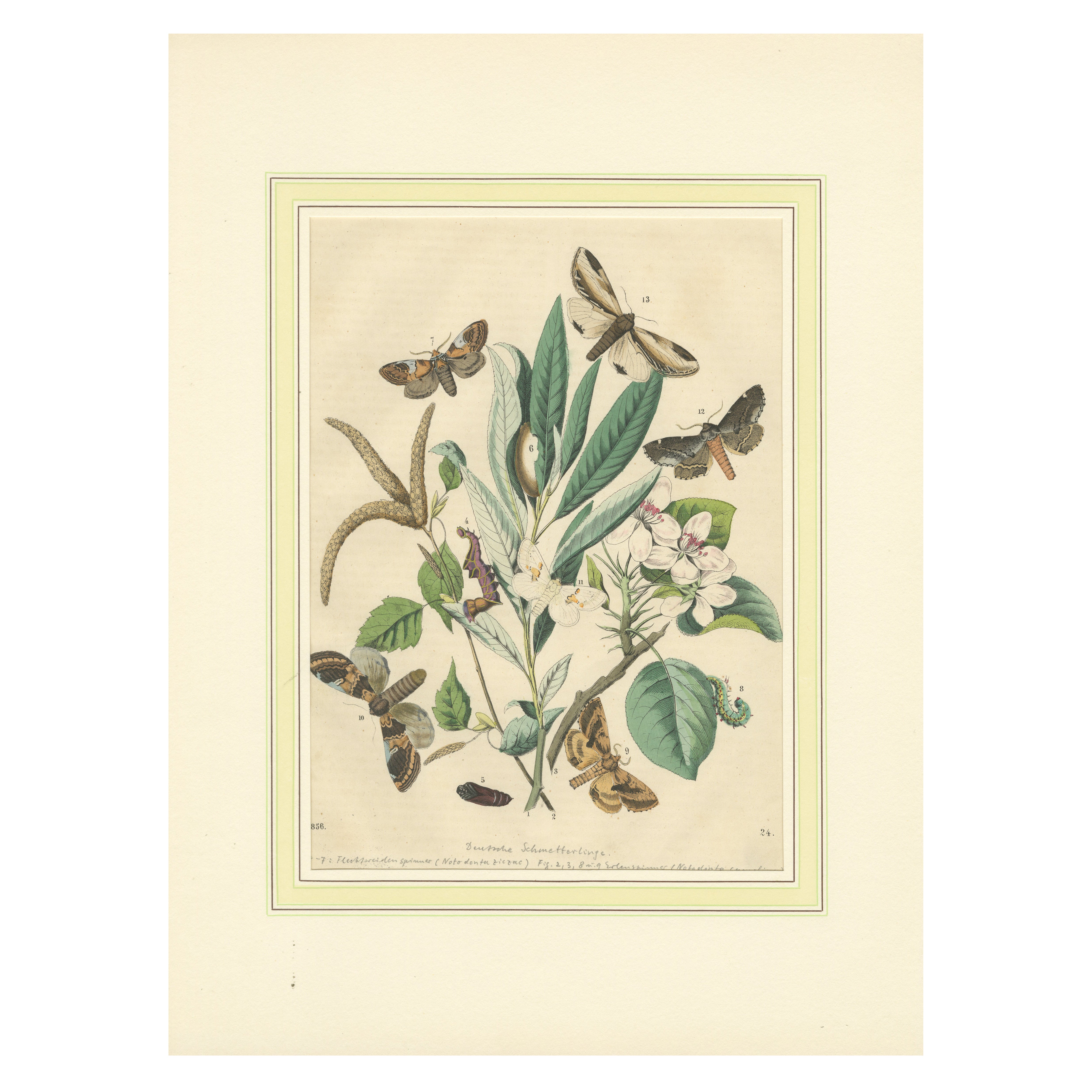 Wings of the Night: Hand-Colored 1856 Litho of Exotic Moths and Their Life Cycle