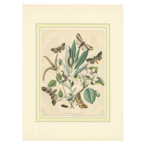 Wings of the Night: Hand-Colored 1856 Litho of Exotic Moths and Their Life Cycle