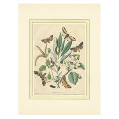 Wings of the Night: Hand-Colored 1856 Litho of Exotic Moths and Their Life Cycle