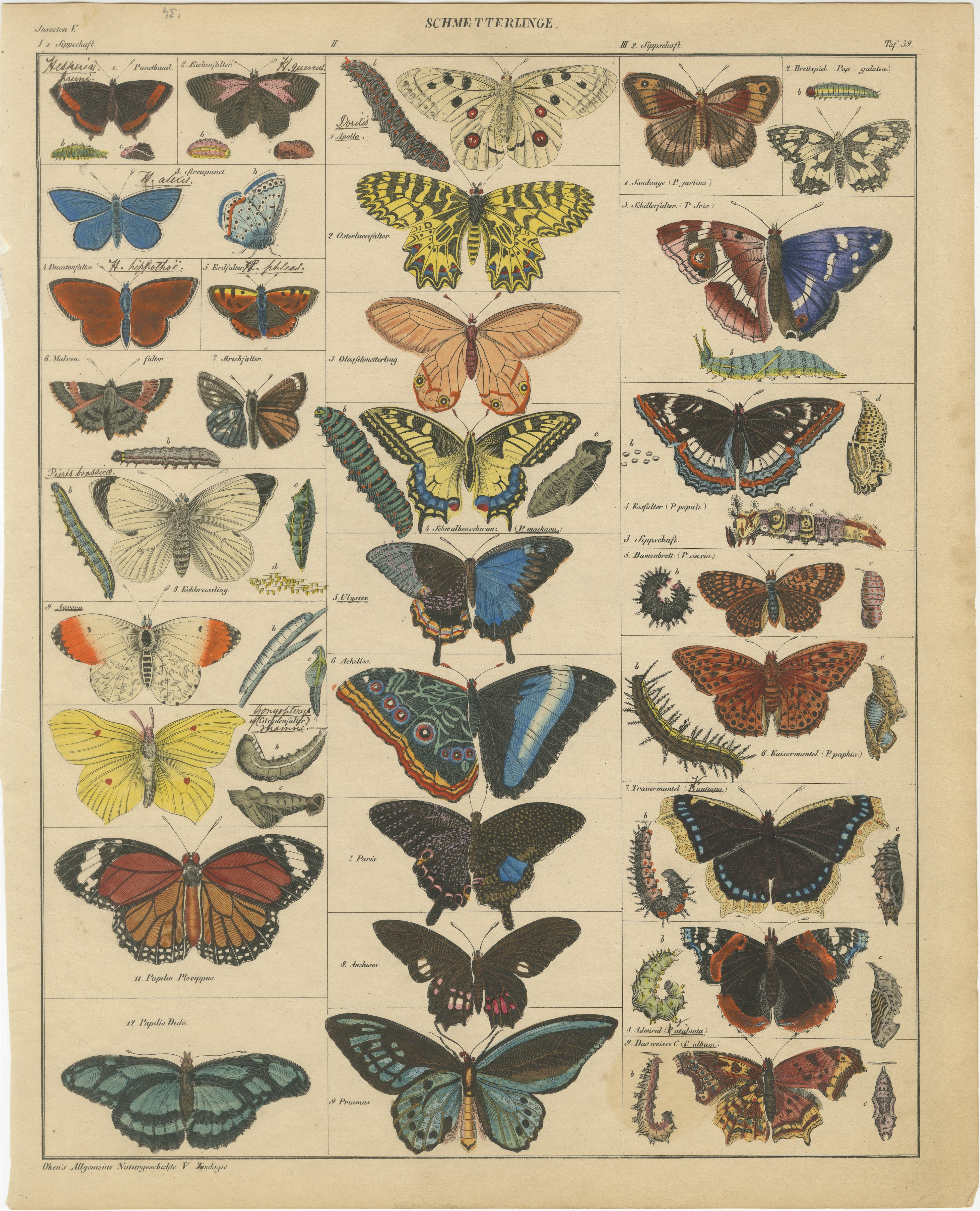 Wings of Wonder: Exquisite Hand-Colored 19th-Century Butterfly Print 5