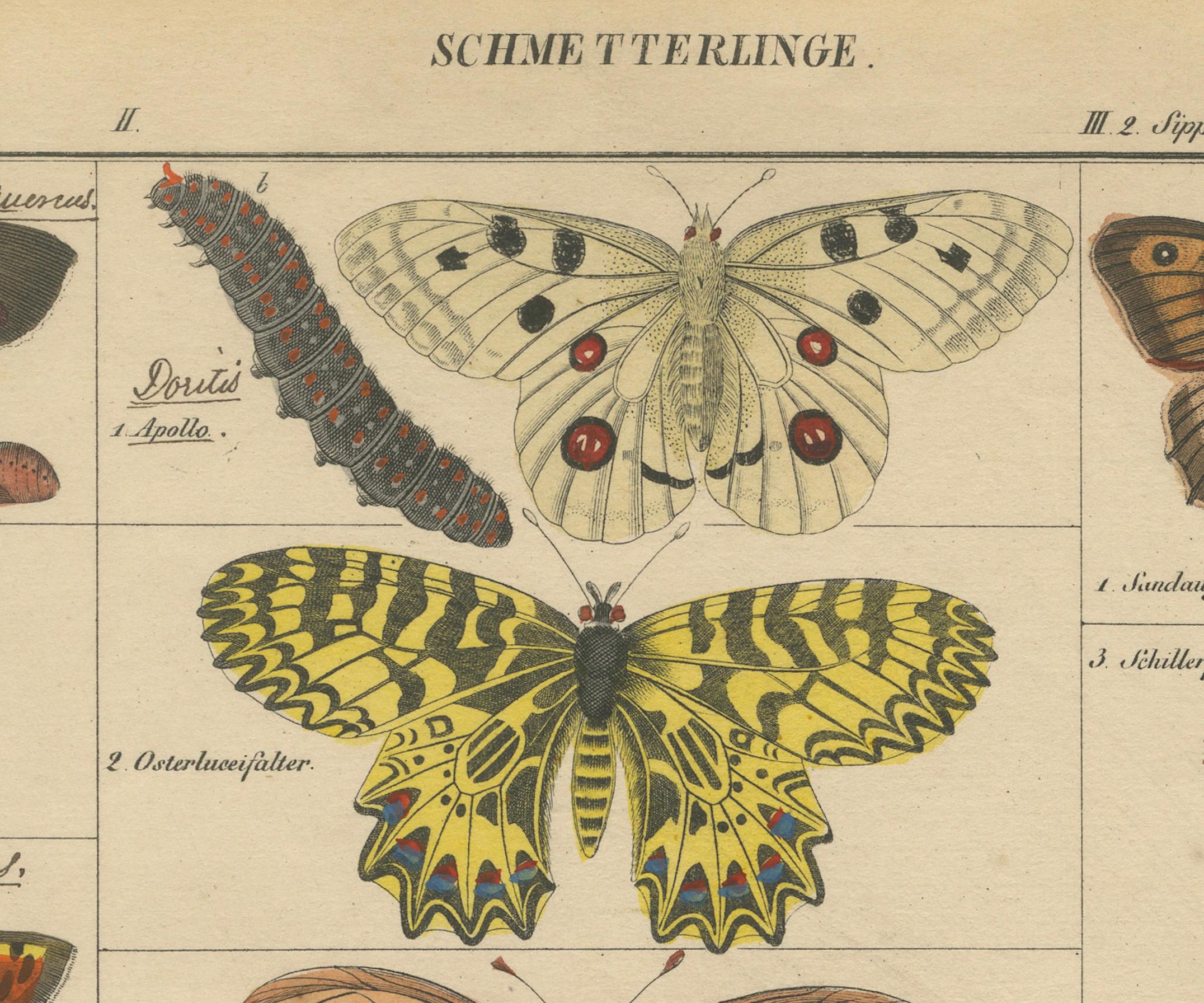 Schmetterlinge – Hand-Colored Antique Print from Oken’s Naturgeschichte  

This exquisite hand-colored antique print showcases a diverse array of butterfly species, meticulously illustrated with scientific accuracy. Taken from Lorenz Oken's